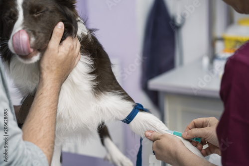 Veterinarian Injected a dog border collie