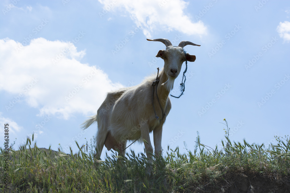 Fototapeta premium Curios goat