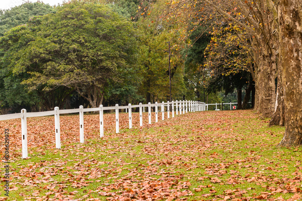 Autumn Fall Equestrian Fence Trees Leaves Landscape