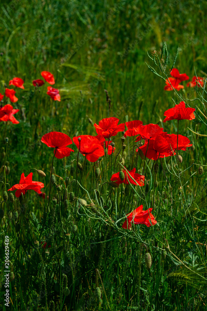 Obraz premium Summer sunset at red field of poppies, gorgeous nature