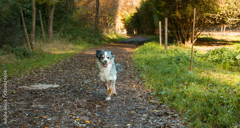 Cute smiling Australian shepherd dog outside in beautiful colorful autumn - Hund, Australian Shepherd Cute smiling Australian shepherd dog outside in beautiful colorful autumn - Hund, Australian Shepherd