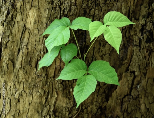 Characteristic triple leaflets of a poison ivy vine on a sycamore tree trunk.