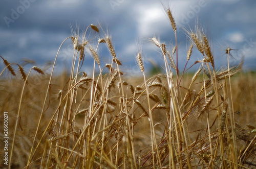 Detailed view at a field with mature and ripe wheat ready for harvest.