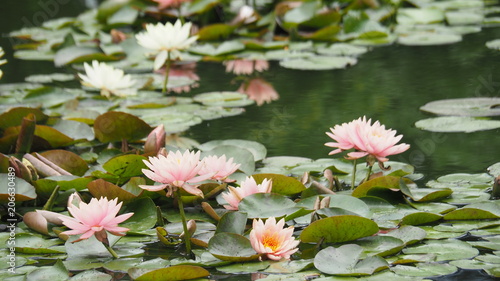 Closeup Shot at A Group of Pink Lotus Flowers Showing The Pollen and Petals  Selective Focus and Blurred Background .   The Lotus is The Symbol of Buddhism and Enlightment.