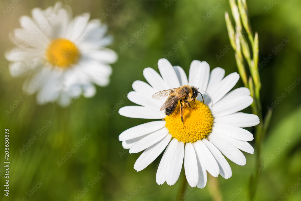 White marguerite and European honey bee. Leucanthemum vulgare. Apis mellifera. Beautiful honeybee close-up when pollinating the sunlit ox-eye daisy. Grass in a spring green background. White marguerite and European honey bee. Leucanthemum vulgare. Apis mellifera. Beautiful honeybee close-up when pollinating the sunlit ox-eye daisy. Grass in a spring green background.