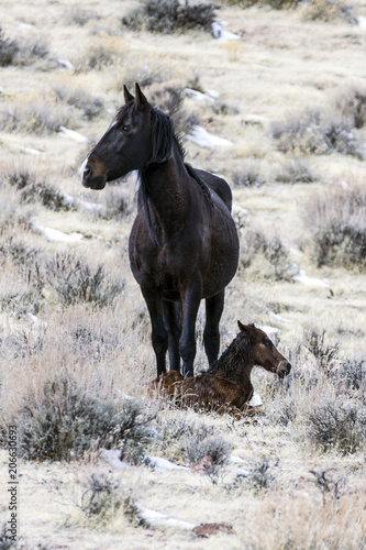 Wild horse baby and mother in the desert