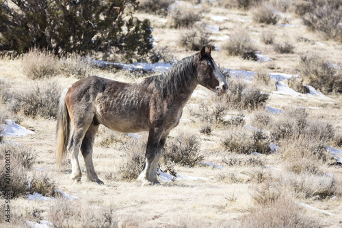 Wild horse among sagebrush in the desert
