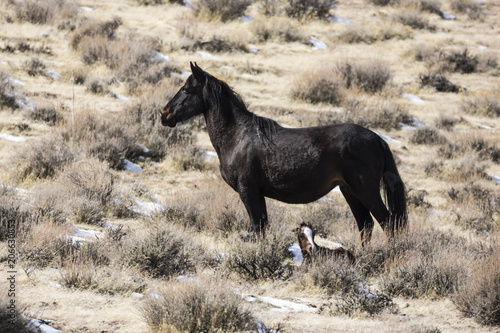 Wild horse among sagebrush in the desert