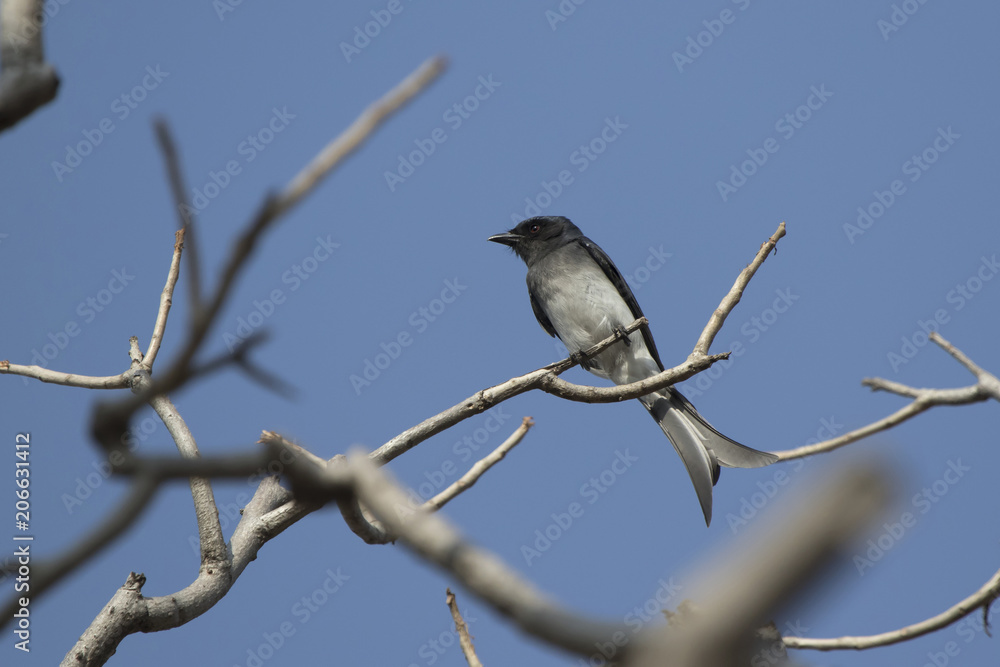 White-bellied drongo who sits on a dry branch in the crown of a tree on a sunny afternoon White-bellied drongo who sits on a dry branch in the crown of a tree on a sunny afternoon