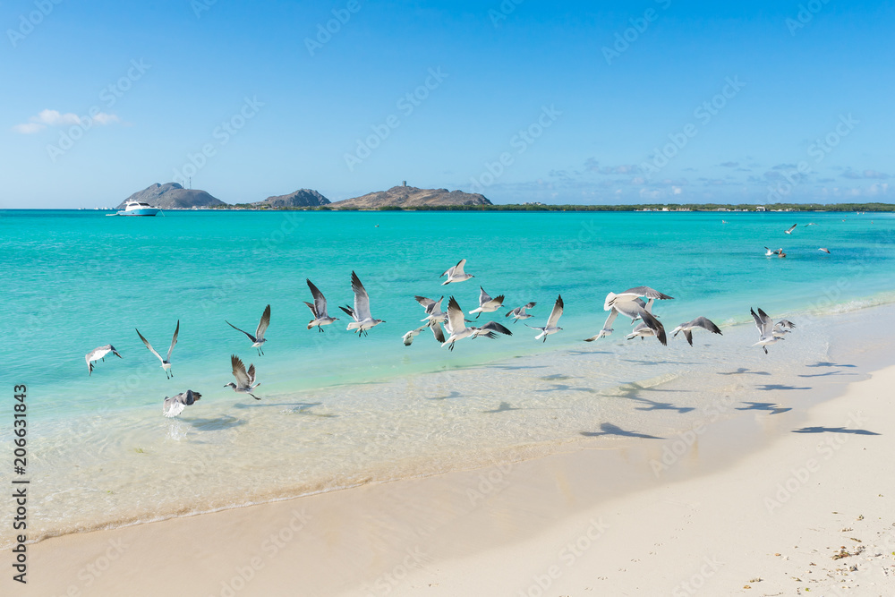 Flock of birds in Francisqui island, in Los Roques archipelago, Venezuela