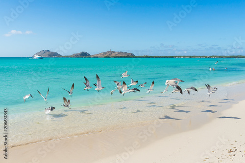 Flock of birds in Francisqui island, in Los Roques archipelago, Venezuela photo