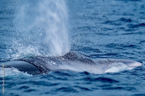 A fin whale surfaces with a huge spout of breath
