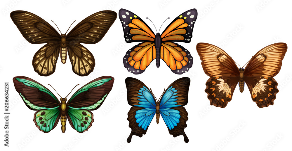 A Set of Colourful Butterfly A Set of Colourful Butterfly
