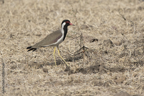 Red wattled lapwing which stands on a dry meadow on a winter sunny day