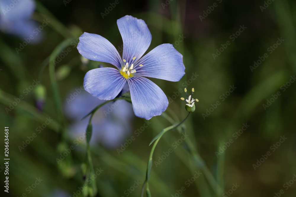 Linum Lewisii aka blue flax or prairie flax Linum Lewisii aka blue flax or prairie flax