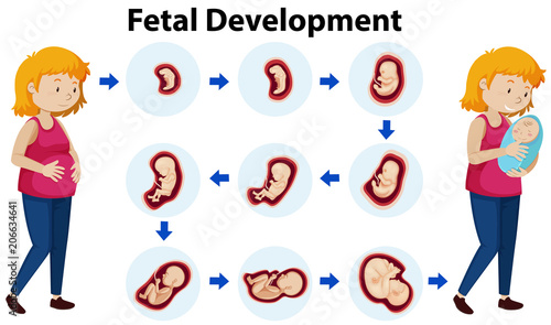 A Vector of Fetal Development