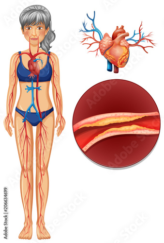 A The Human Vascular System
