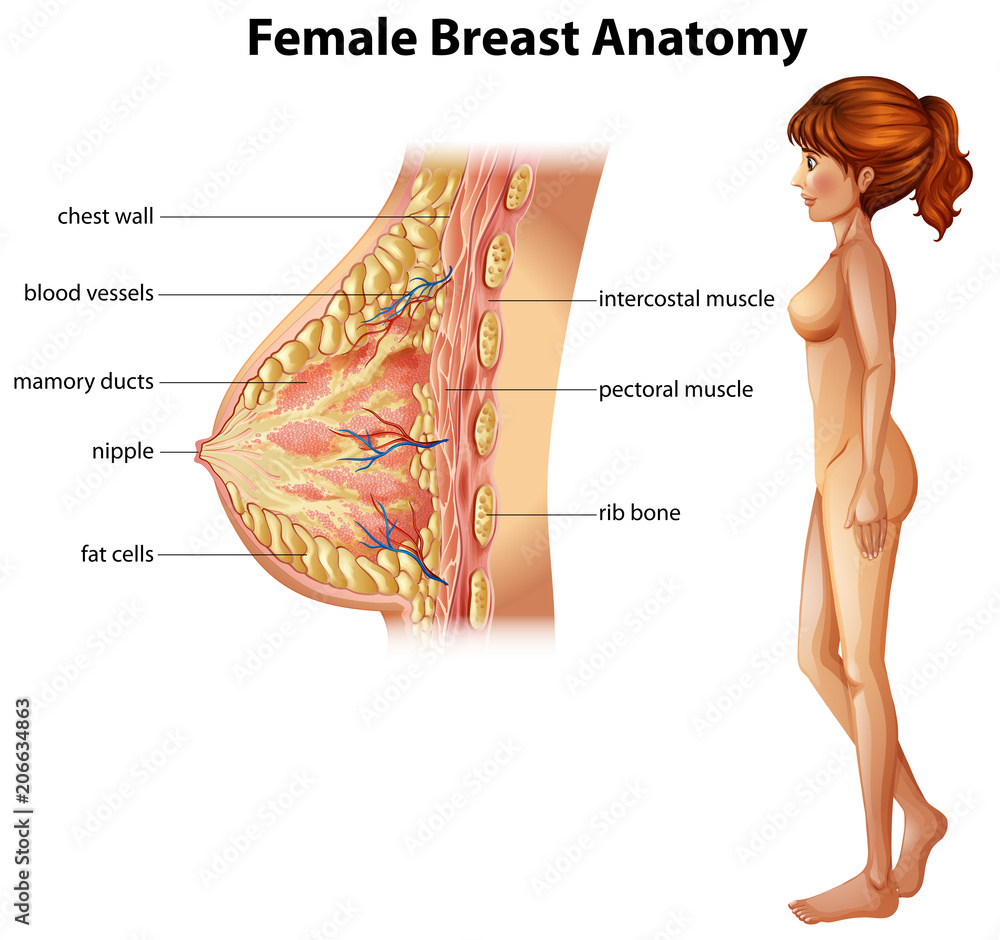 Human Anatomy of Female Breast Stock Vector