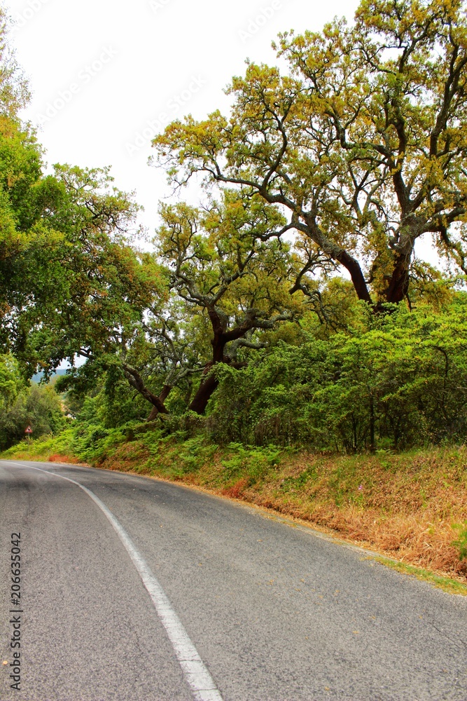 Road crossing Cork oak forest in Arrabida Mountains