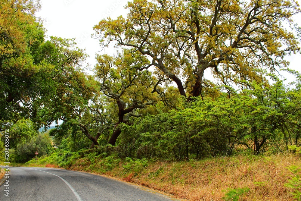 Road crossing Cork oak forest in Arrabida Mountains
