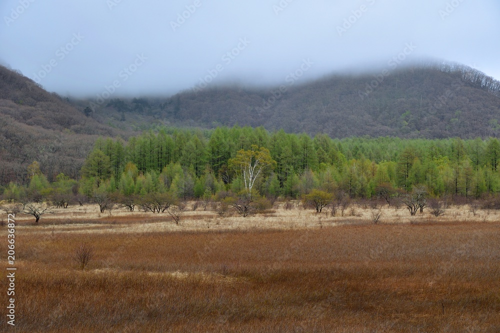 Fototapeta premium 霧雨に煙る春の小田代ヶ原
