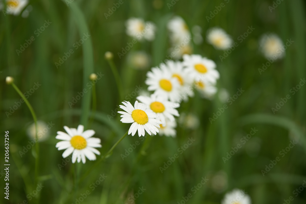 Daisy flower (bellis perennis) with green natural background ideal for greeting card, screen saver, cell phone screens. Selected focus, narrow depth of field