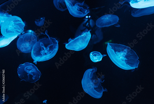 Fototapet Several marine jellyfish aquarium case
