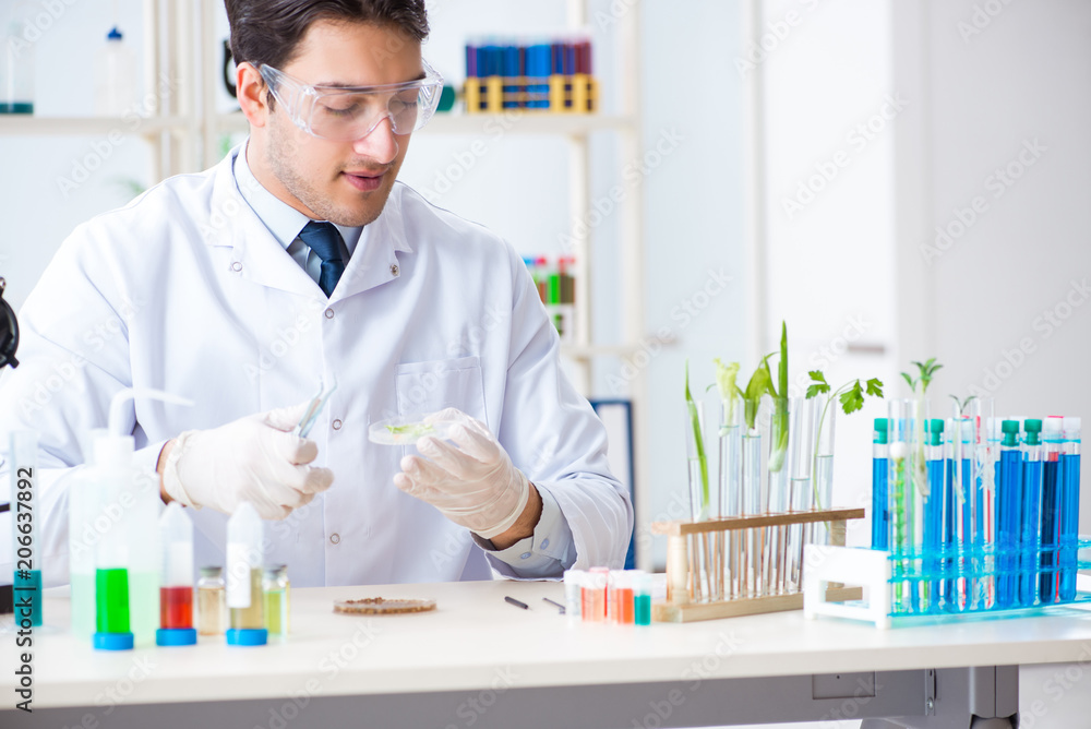 Male biochemist working in the lab on plants Male biochemist working in the lab on plants