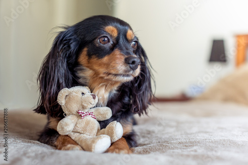 Small dog on a bed with a teddy bear