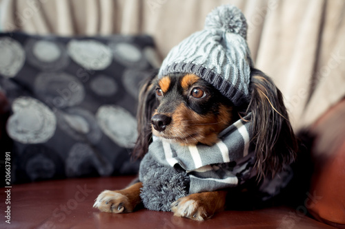 Small dog with winter beanie and scarf inside sitting on a couch