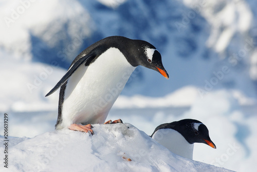 penguin gentoo who stands on the edge of an ice floe and prepares to jump off it
