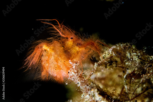 Hairy shrimp photo