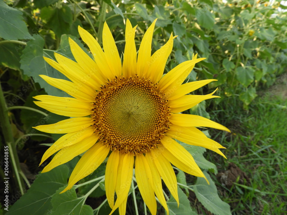 sunflower also called as Helianthus annuus sunflower also called as Helianthus annuus