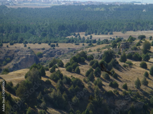 Hoces del Río Duratón, parque natural en Sepulveda, Segovia (Castilla y Leon, España)  photo