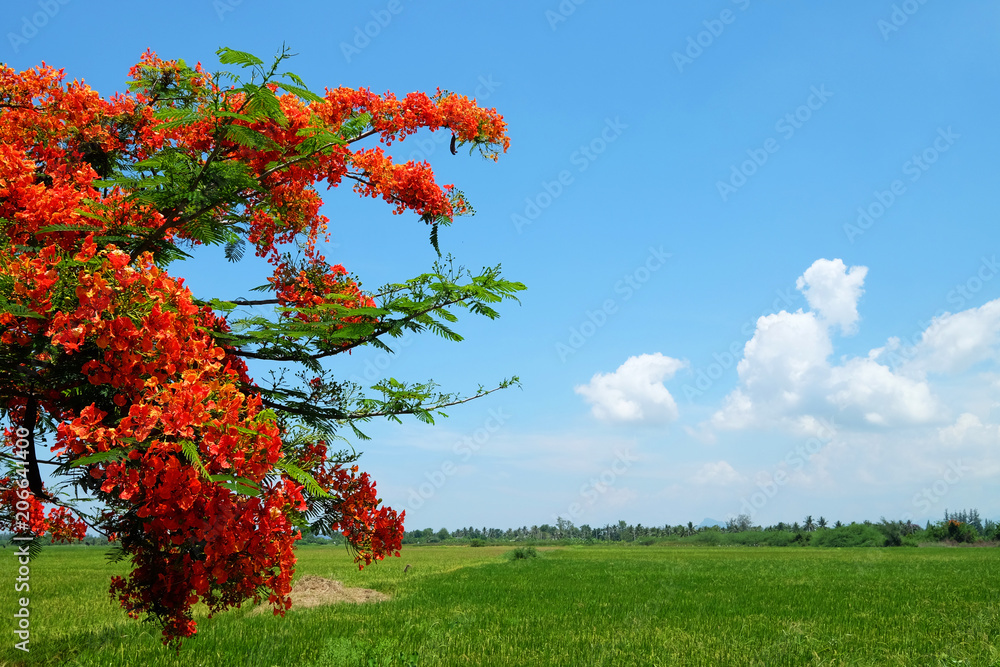Royal Poinciana tree with red flowers on green farm and cloudy blue sky day