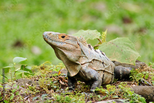 Spiny Tailed Iguana basking in a clearing in Tarcoles Costa Rica