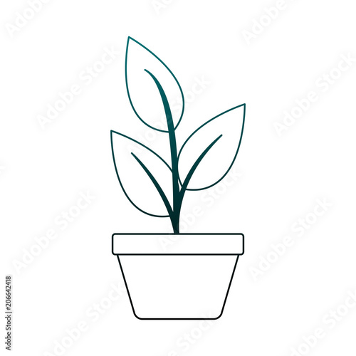 Plant in pot vector illustration graphic design