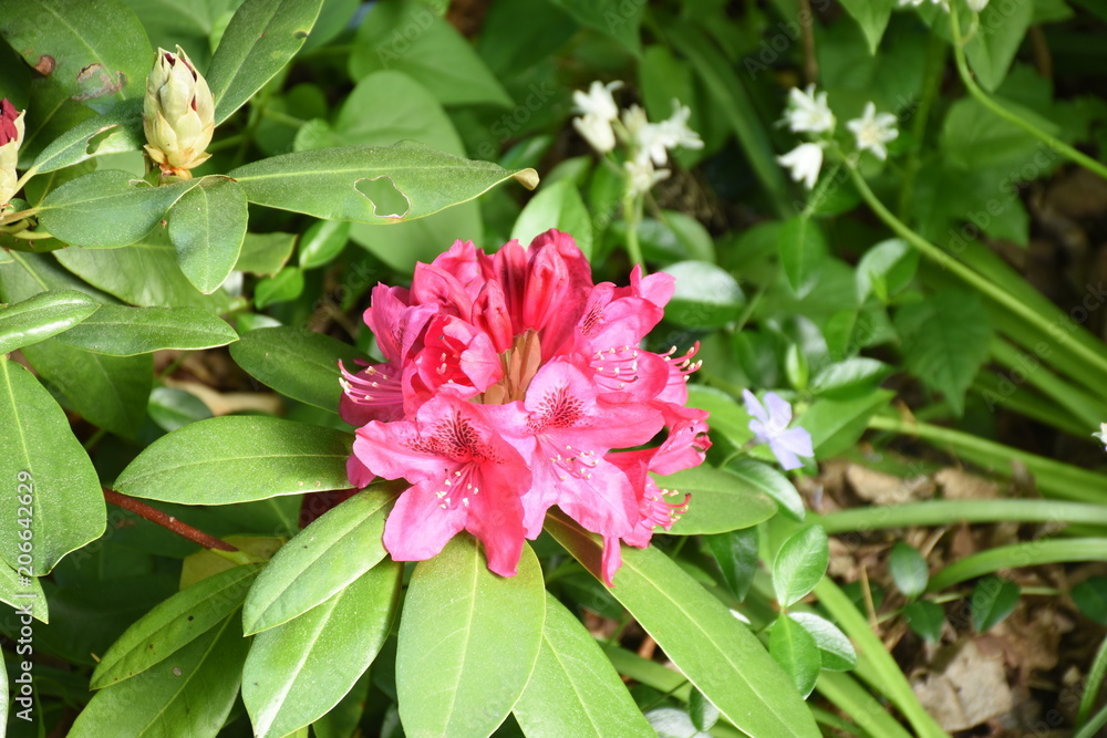 Obraz premium Red Rhody