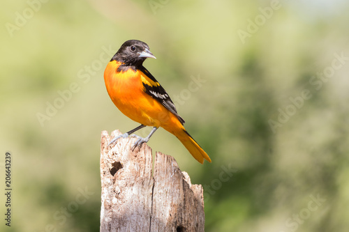 Φωτογραφία Baltimore Oriole (Icterus galbula)
