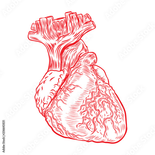 Red human heart with aorta, veins and arteries isolated on white background. For cardiology or medical design. Hand drawn flesh tattoo concept. Vector.