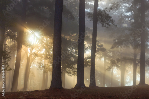 Fotografija Sunlight Streaming into Forest