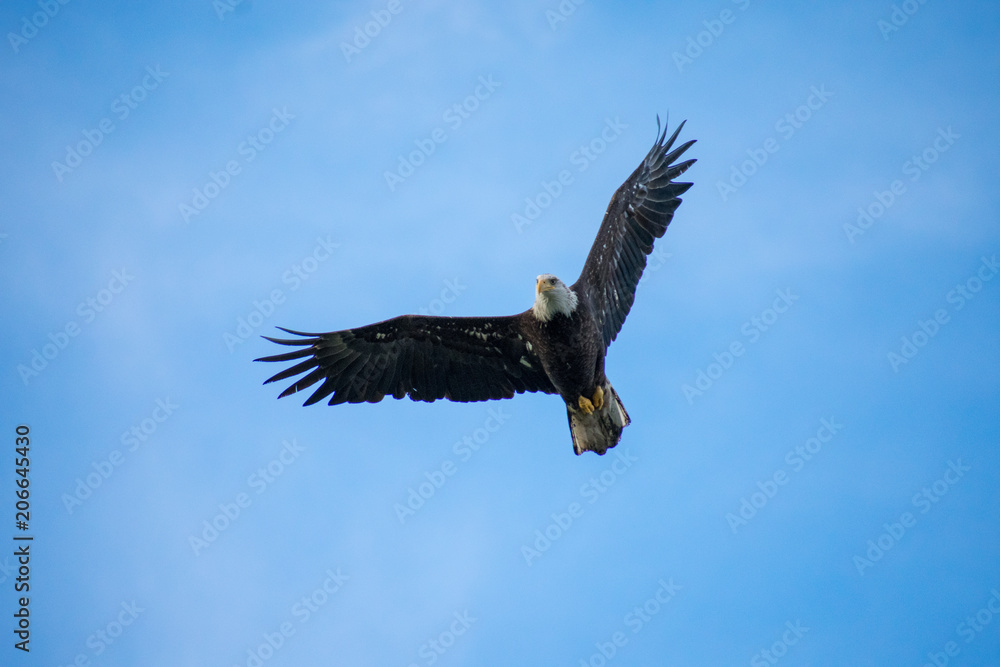 Naklejka premium Bald Eagle Soaring