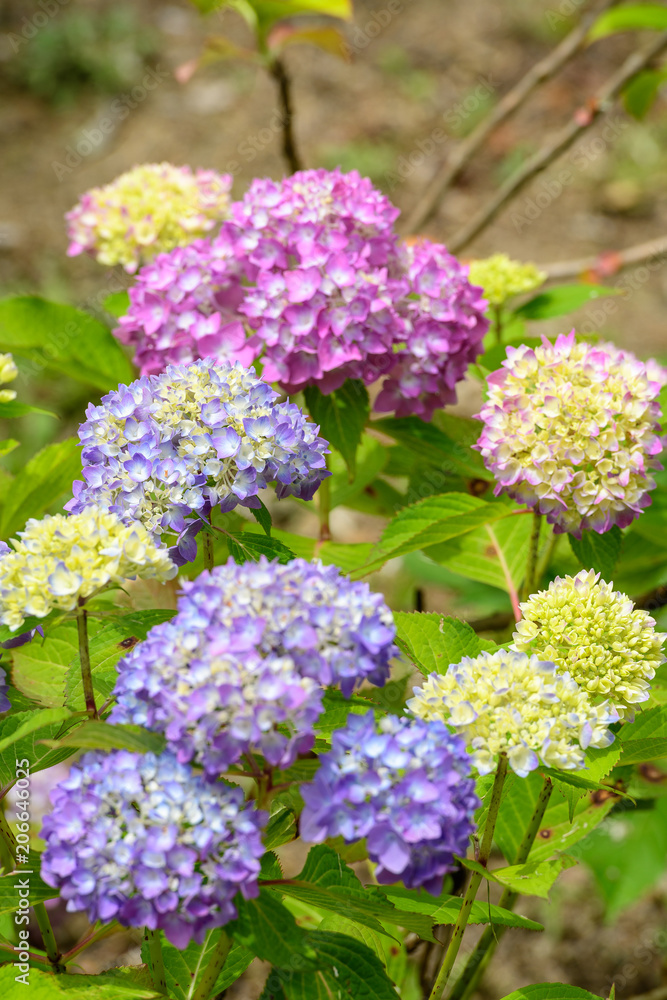 紫陽花 紫陽花