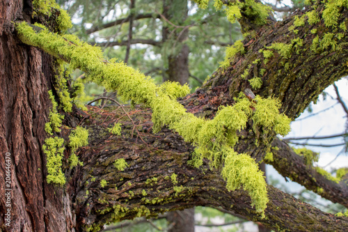 Moss Clinging to Trees in the North Cascades