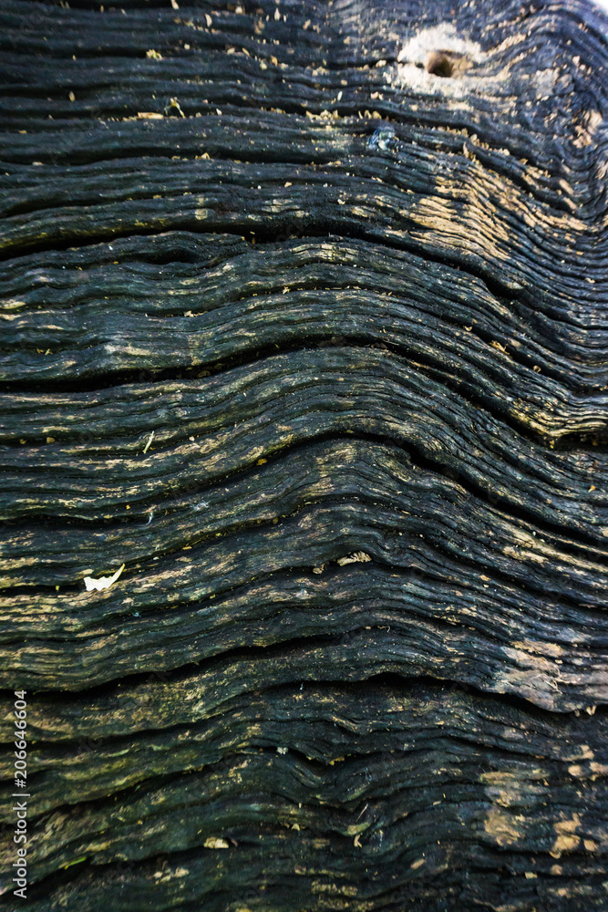 Fototapeta premium Wood texture old grunge background