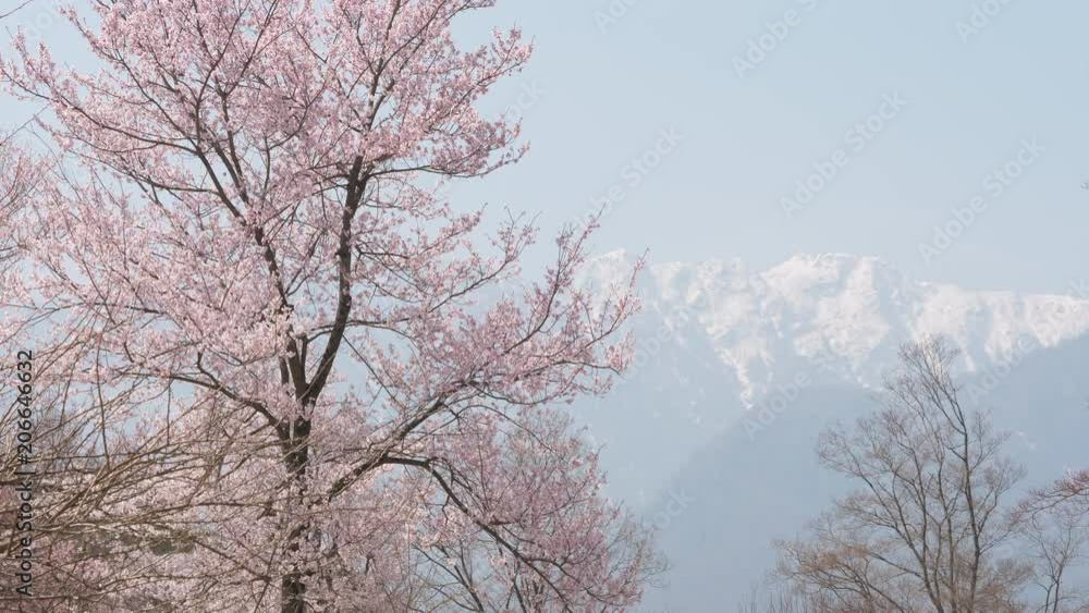 Cherry blossoms with a Snowy High Mountain in the Background