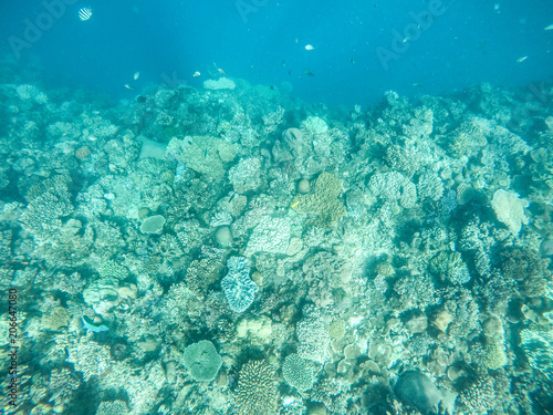 Underwater View of Coral Reef and Fish in Fiji