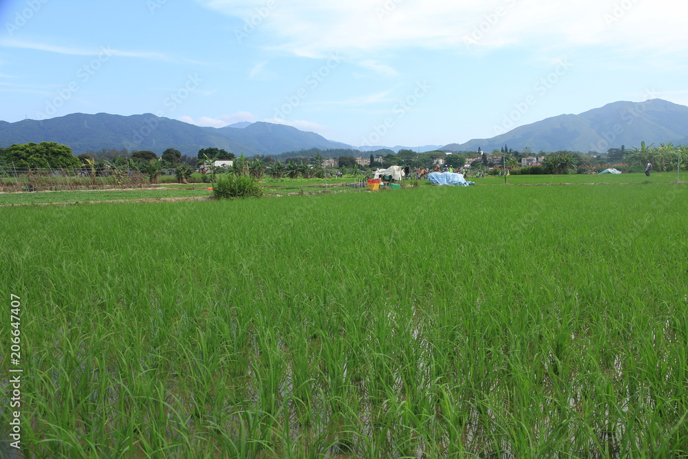 Fototapeta premium Farmland in Hong Kong