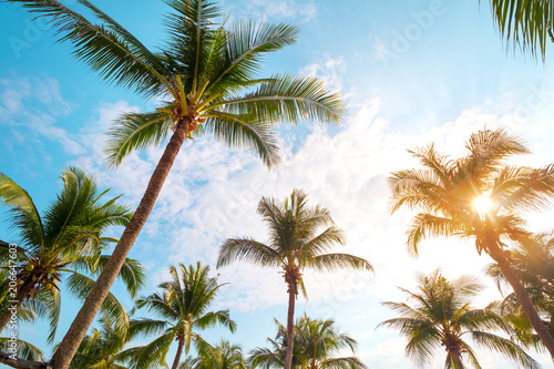 Vintage nature background - coconut palm tree on tropical beach blue sky with sunlight of morning in summer  uprisen angle. vintage instagram filter