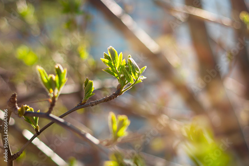 spring branch with fresh green leaves on blurred sunlight background
